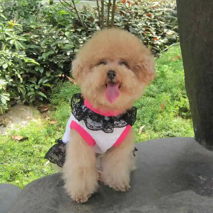 Luxury & Cute Pink Lace Pet Dress for Spring Summer Polyester Plaid Skirt in Simple Style for Dogs